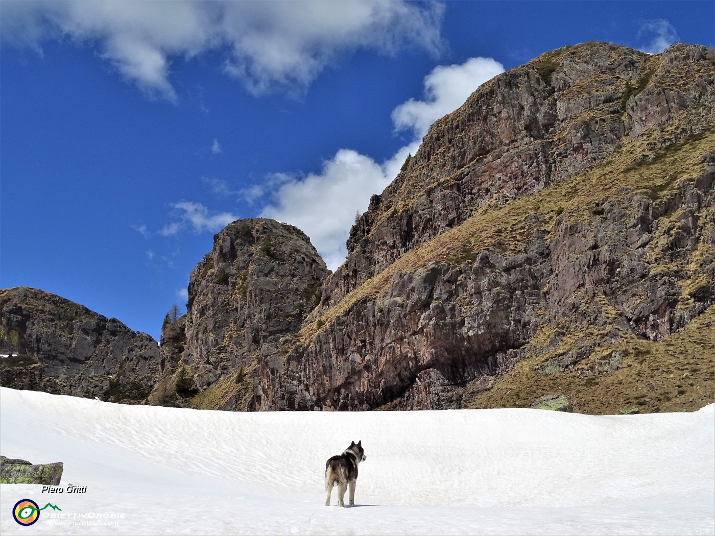 44 La huskj Lotte in esplorazione dell'ambiente innevato a lei congeniale.JPG